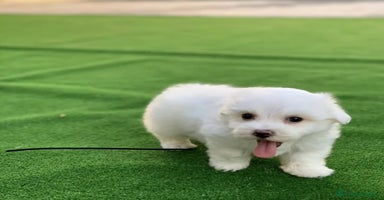 Maltese cani - Annuncio 14