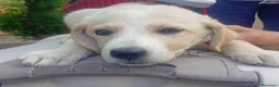 Meticcio cani in regalo: Adele - Annuncio 6