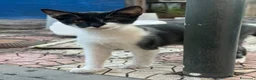 Meticcio gatti in regalo: Gattini cercano casa a Città metropolitana di Catania - Annuncio 2