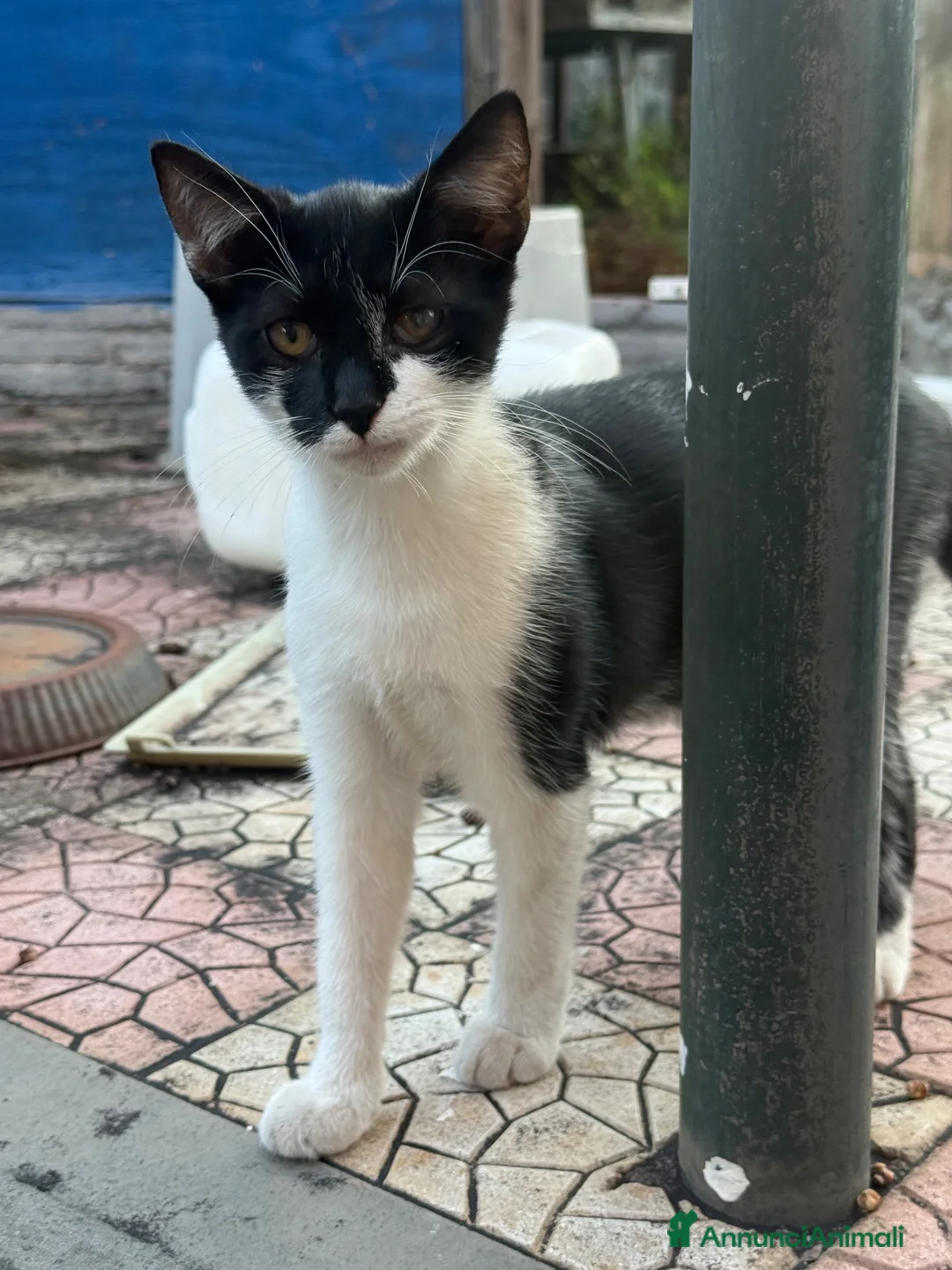 Meticcio gatti in regalo: Gattini cercano casa a Città metropolitana di Catania - Annuncio 2