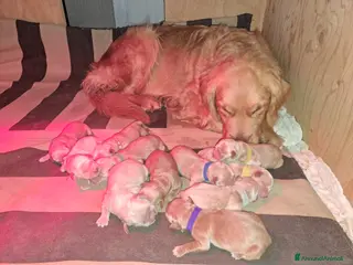 Golden Retriever cani Golden retriever americano - Annuncio 2