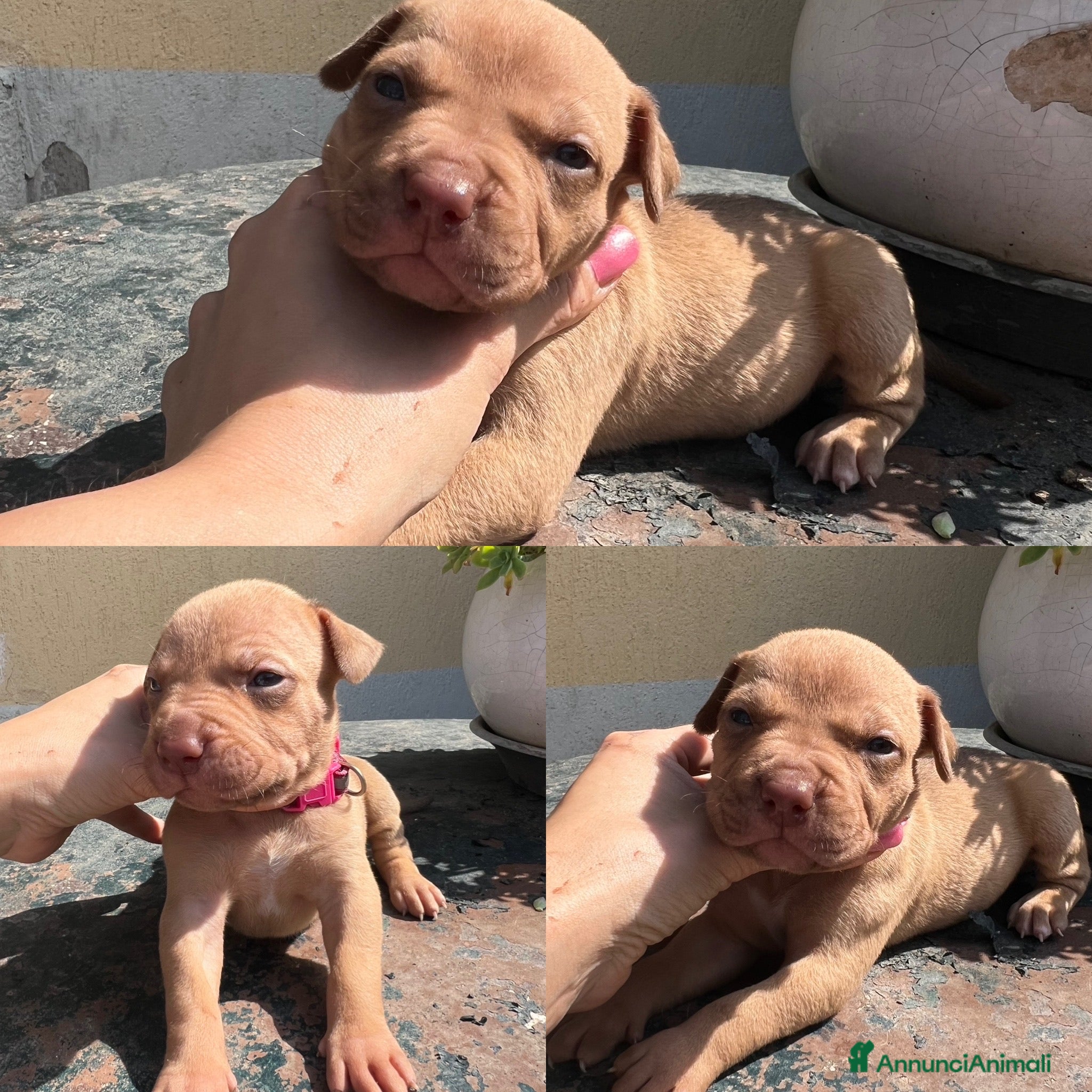 Pitbull cani in vendita: Ultime femmine Pitbull ukc  - Annuncio 9