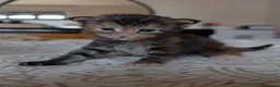 Maine Coon gatti in vendita: Cucciole Maine coon  - Annuncio 3