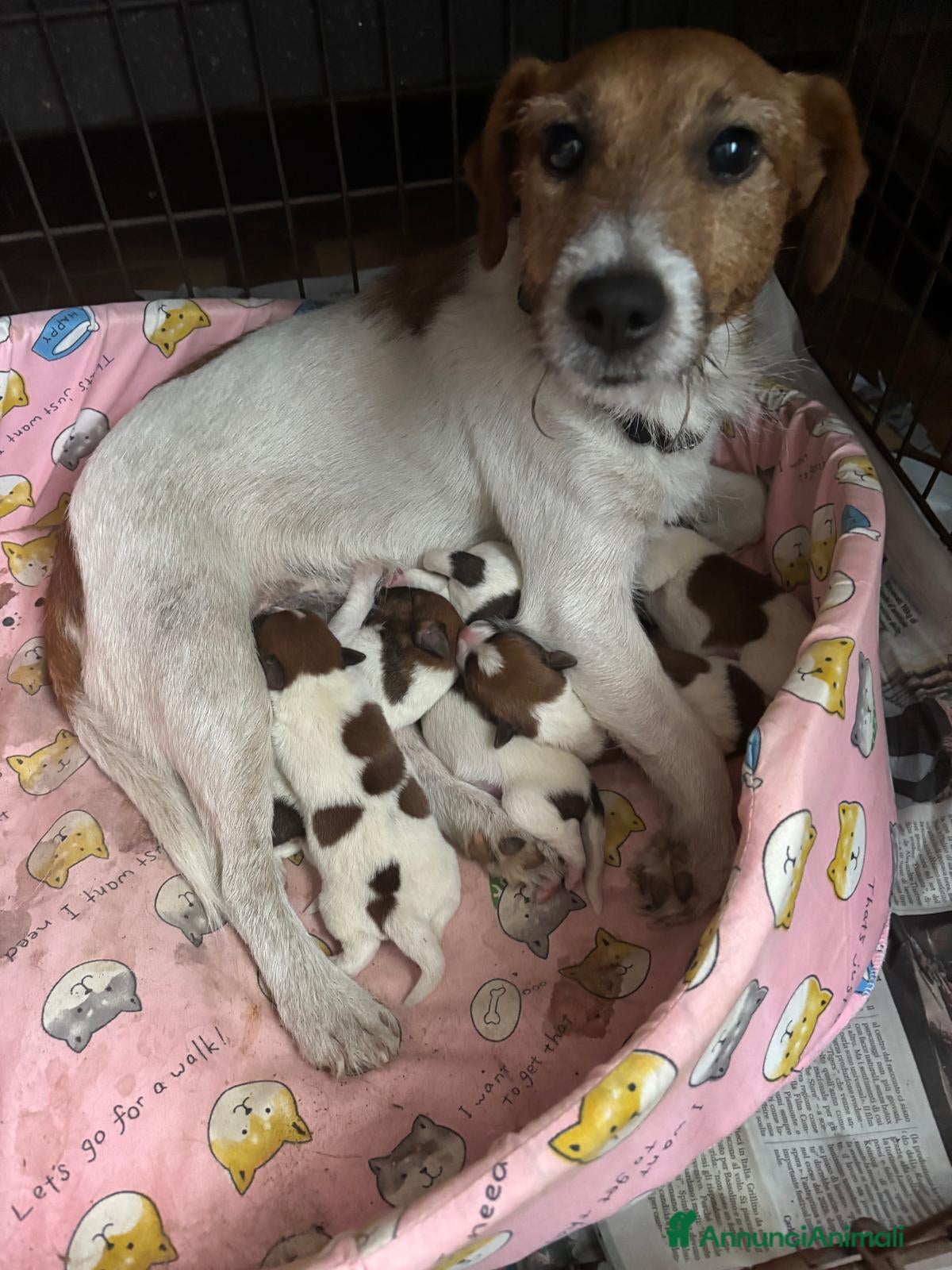Jack Russell cani Cuccioli jack russel  - Annuncio 9