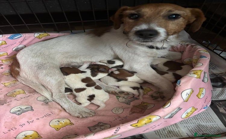 Jack Russell cani - Annuncio 1