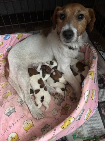 Jack Russell cani - Annuncio 1