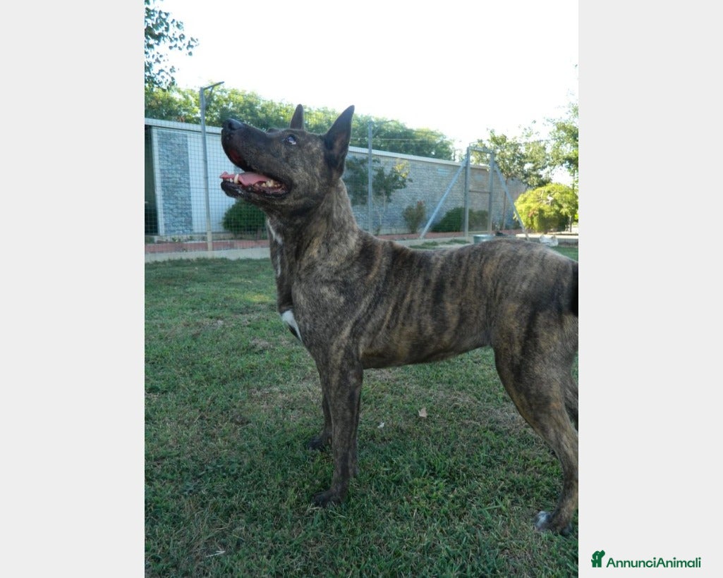 Meticcio cani 5anni tigrata nessuno ha chiamato x lei PAVIA a Milano - Annuncio 10