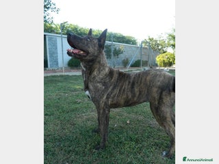 Meticcio cani 5anni tigrata nessuno ha chiamato x lei PAVIA a Milano - Annuncio 10