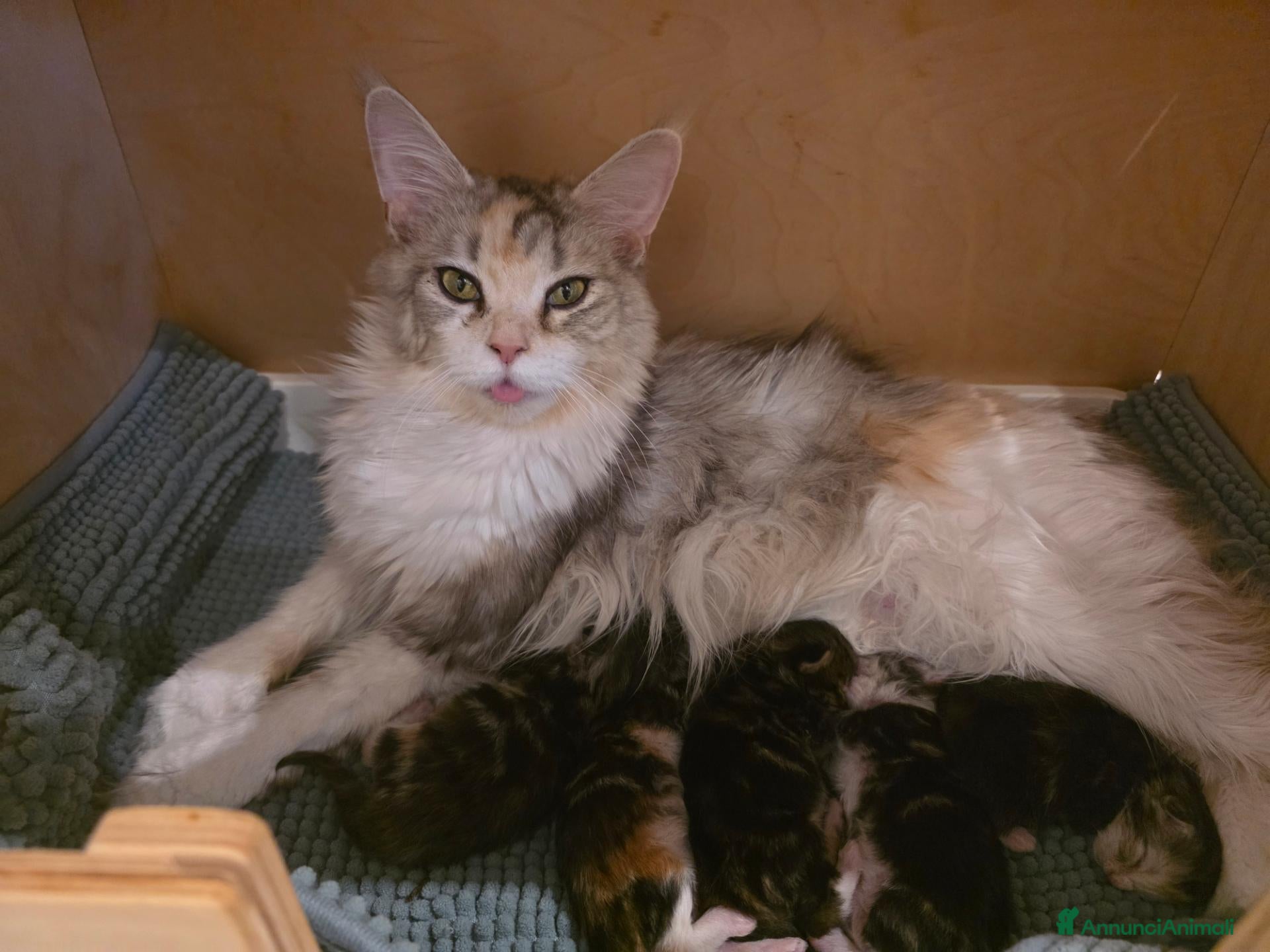 Maine Coon gatti Cucciolata F Dolci Fusa - Annuncio 35