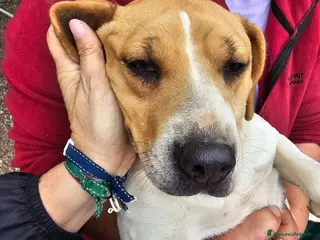 Meticcio cani Dolce Venera, la sua voglia di affetto - Annuncio 2