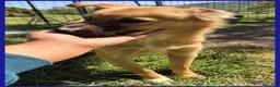 Meticcio cani in regalo: MIRA dagli occhi dolci una cucciolona a Provincia di Forlì-Cesena - Annuncio 4