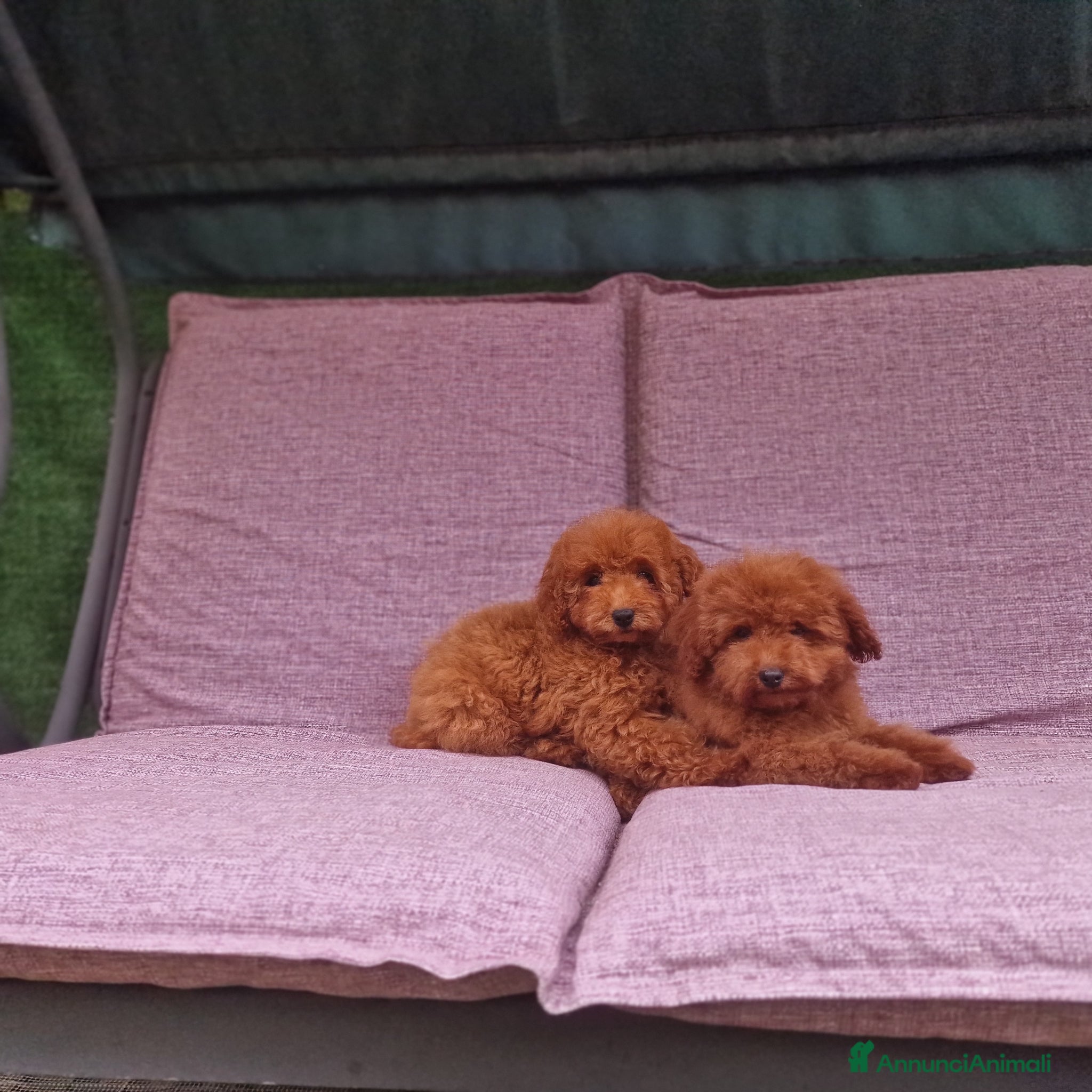 Barboncino Toy cani in vendita: Barboncino mini toy e Teacup Red brown  - Annuncio 4