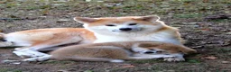 Akita Inu cani in vendita: CUCCIOLI DI AKITA Lombardia - Annuncio 2