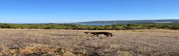 Pitbull cani in regalo: Regalo cucciola di pitbull a Provincia di Livorno - Annuncio 3