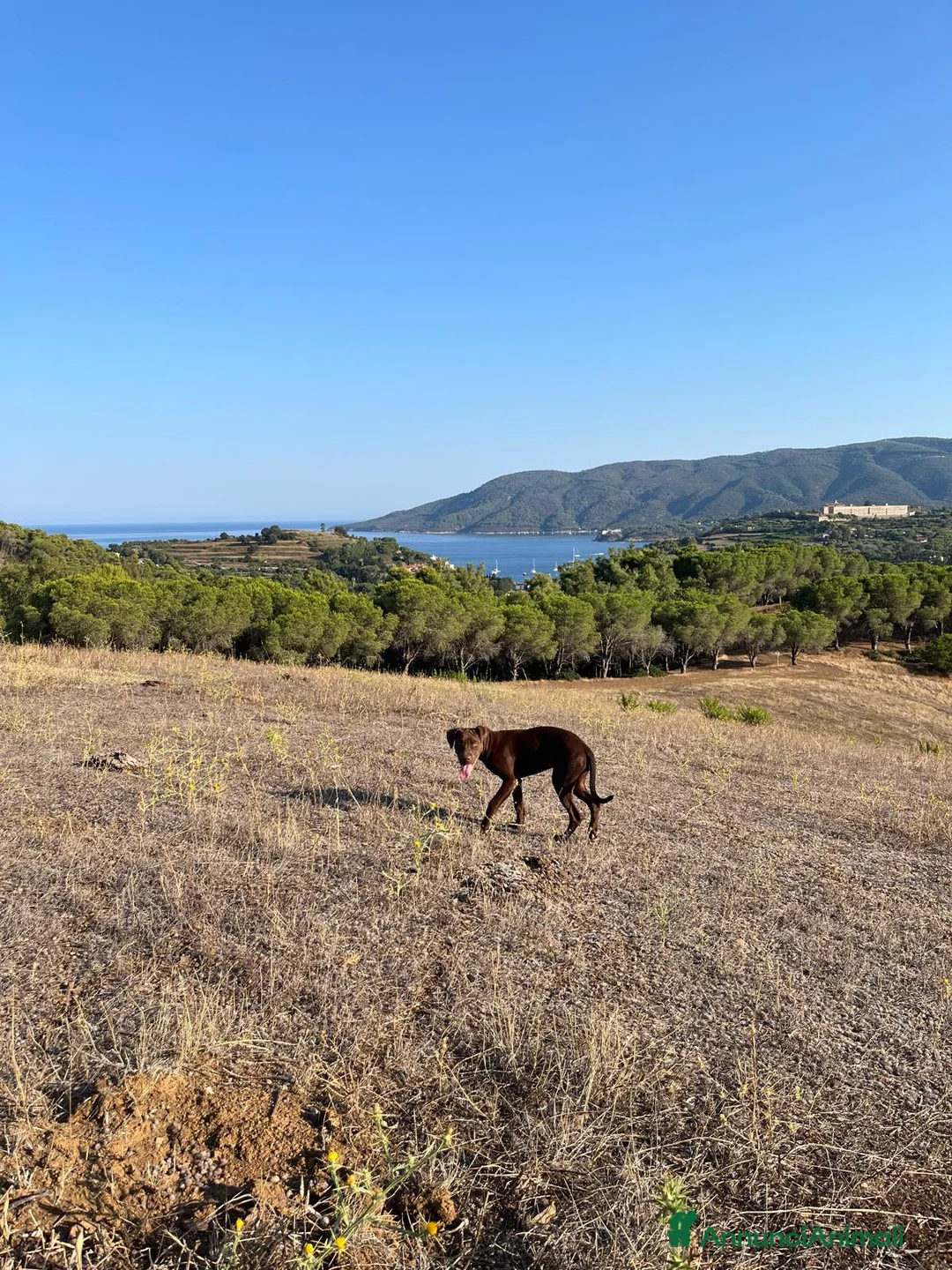 Pitbull cani in regalo: Regalo cucciola di pitbull a Provincia di Livorno - Annuncio 3