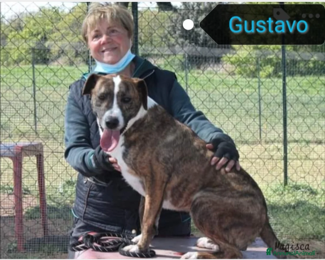 Meticcio cani in regalo: SE HAI DECISO DI CONDIVIDERE LA TUA VITA  a Roma - Annuncio 4