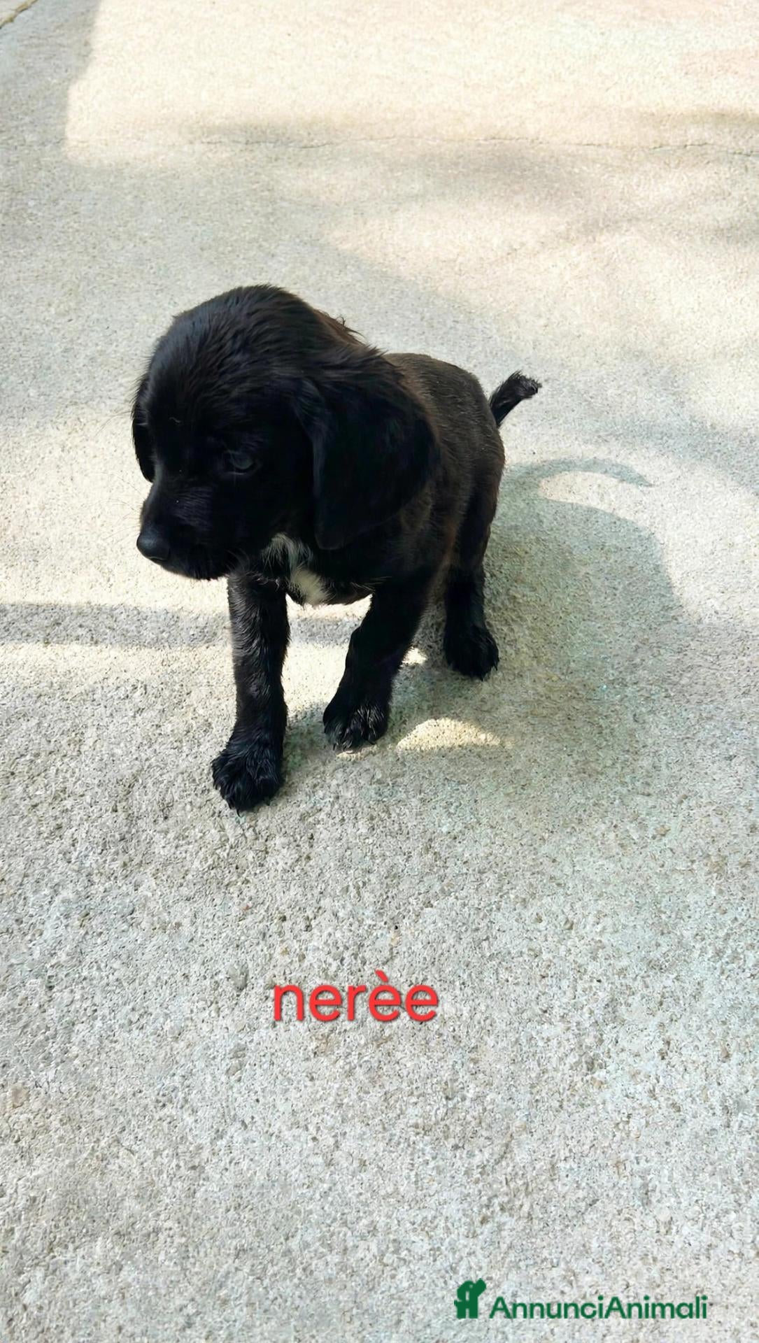 Meticcio cani Cuccioli di taglia media piccola  - Annuncio 5