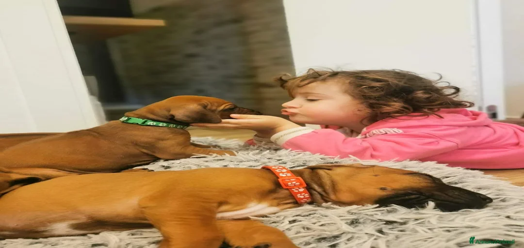 Immagine della galleria {{count}}