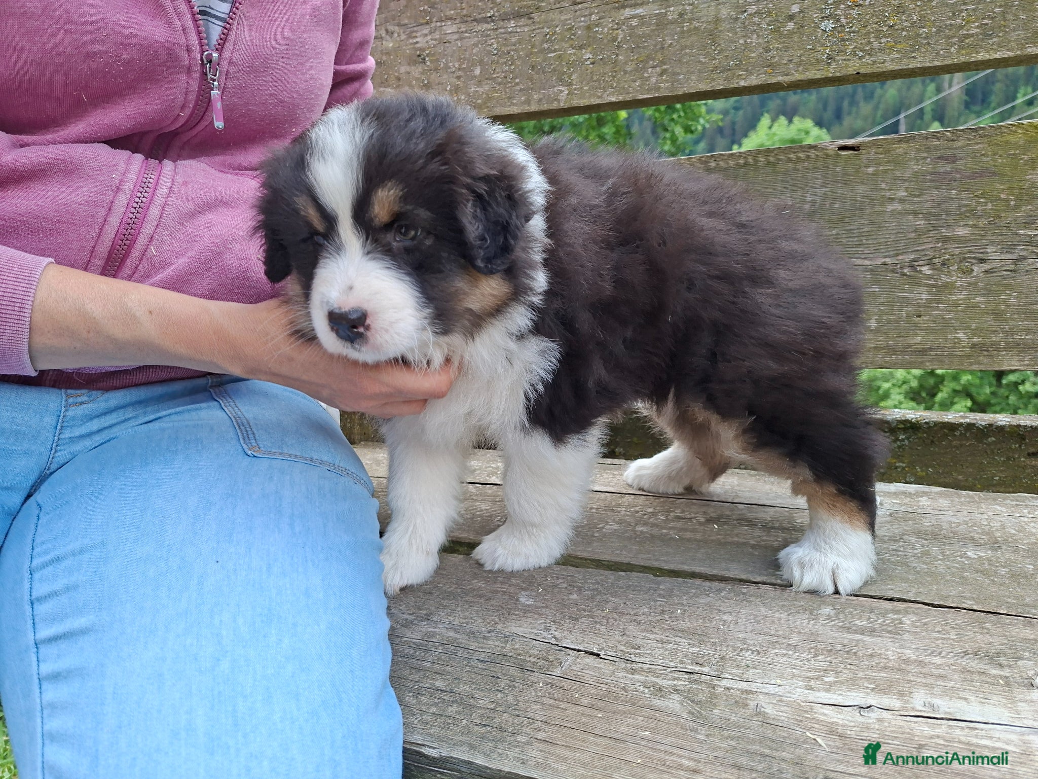 Australian Shepherd cani in vendita: Cucciole blacktricolor nbt - Annuncio 9