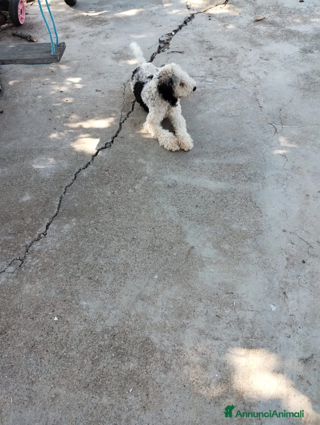 Lagotto cani in vendita: Due Lagotti bicolore di 1 Anno con Microchip a Provincia di Matera - Annuncio 3
