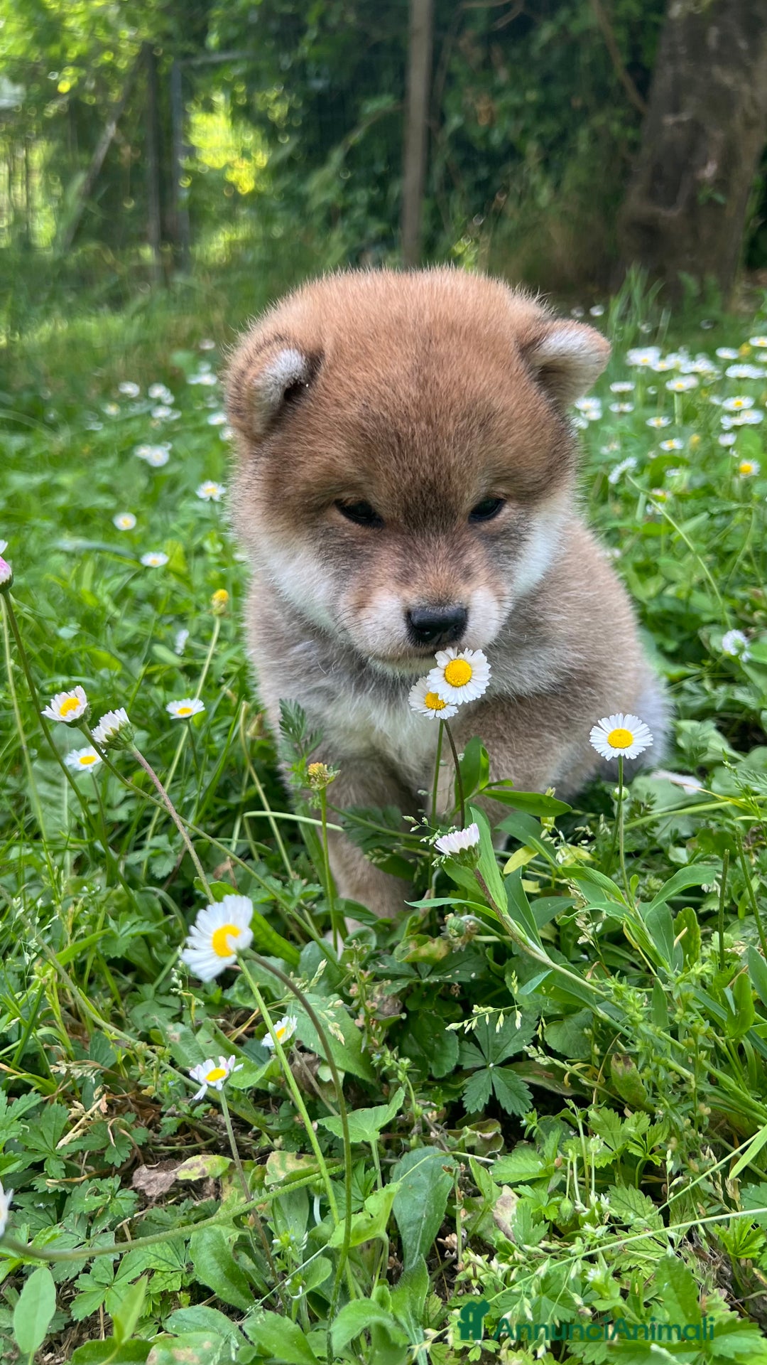 Shiba Inu cani in vendita: Shiba inu cuccioli  a Province of Pavia - Immagine 1