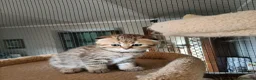 Scottish gatti in vendita: 3 splendidi scottish  - Annuncio 11