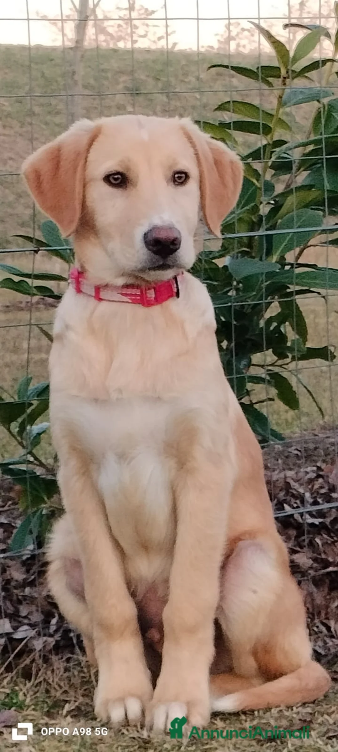 Meticcio cani in regalo: Danny - Annuncio 3