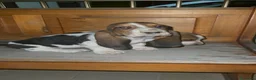 Bassethound cani in vendita: basset hound  a Provincia di Avellino - Annuncio 1