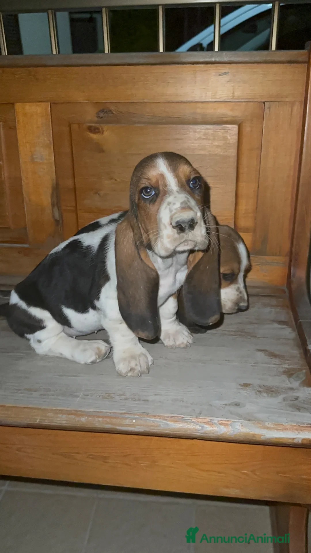 Bassethound cani in vendita: basset hound  a Provincia di Avellino - Annuncio 1