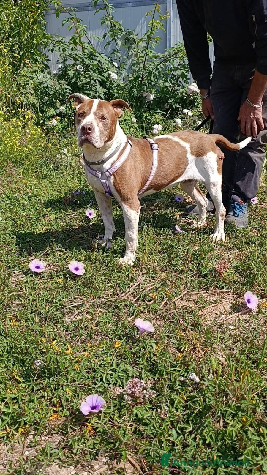 Pitbull cani ADOZ.DEL💔: terminale,non ha mai avuto ,è sola a - Annuncio 15