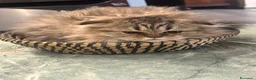 Scottish gatti in vendita: Scottish Fold femmina  a Città Metropolitana di Torino - Annuncio 4