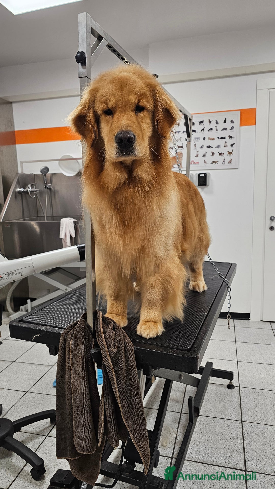 Golden Retriever cani in vendita: Golden americani 100% - Annuncio 3