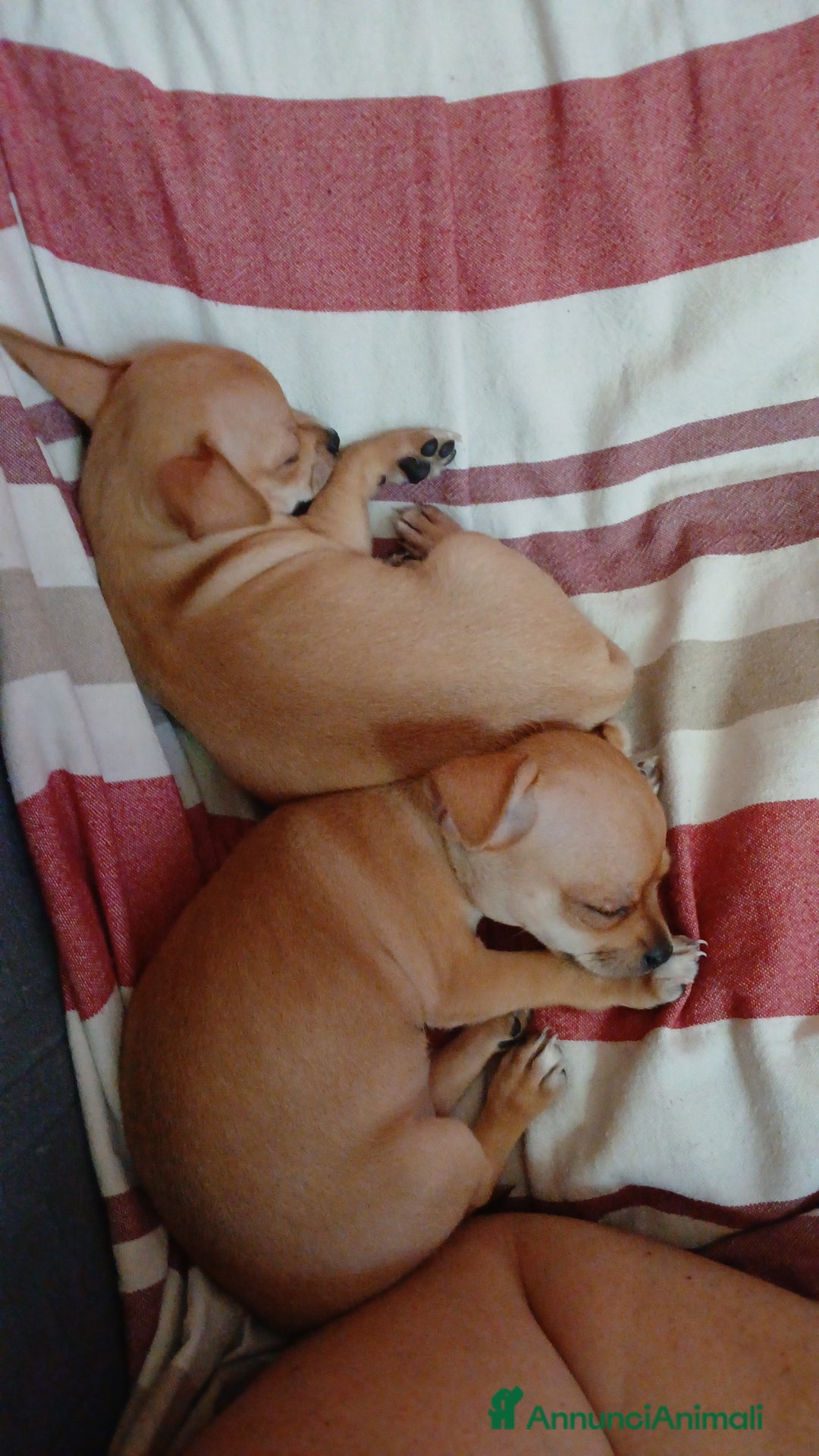 Chihuahua cani in vendita: Cuccioli di chihuahua deliziosi a Città metropolitana di Roma Capitale - Immagine 14