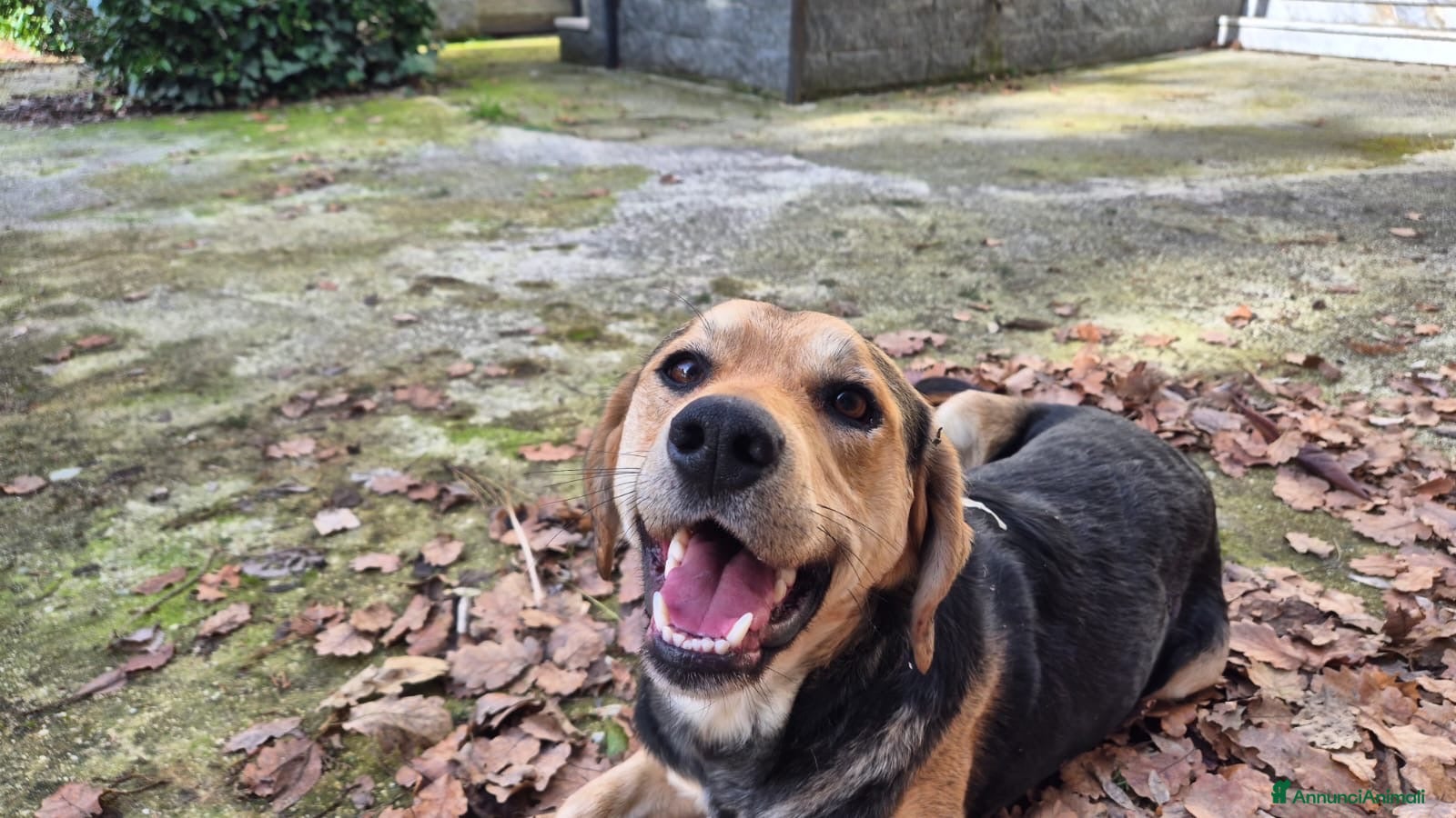 Meticcio cani Willy - Annuncio 7