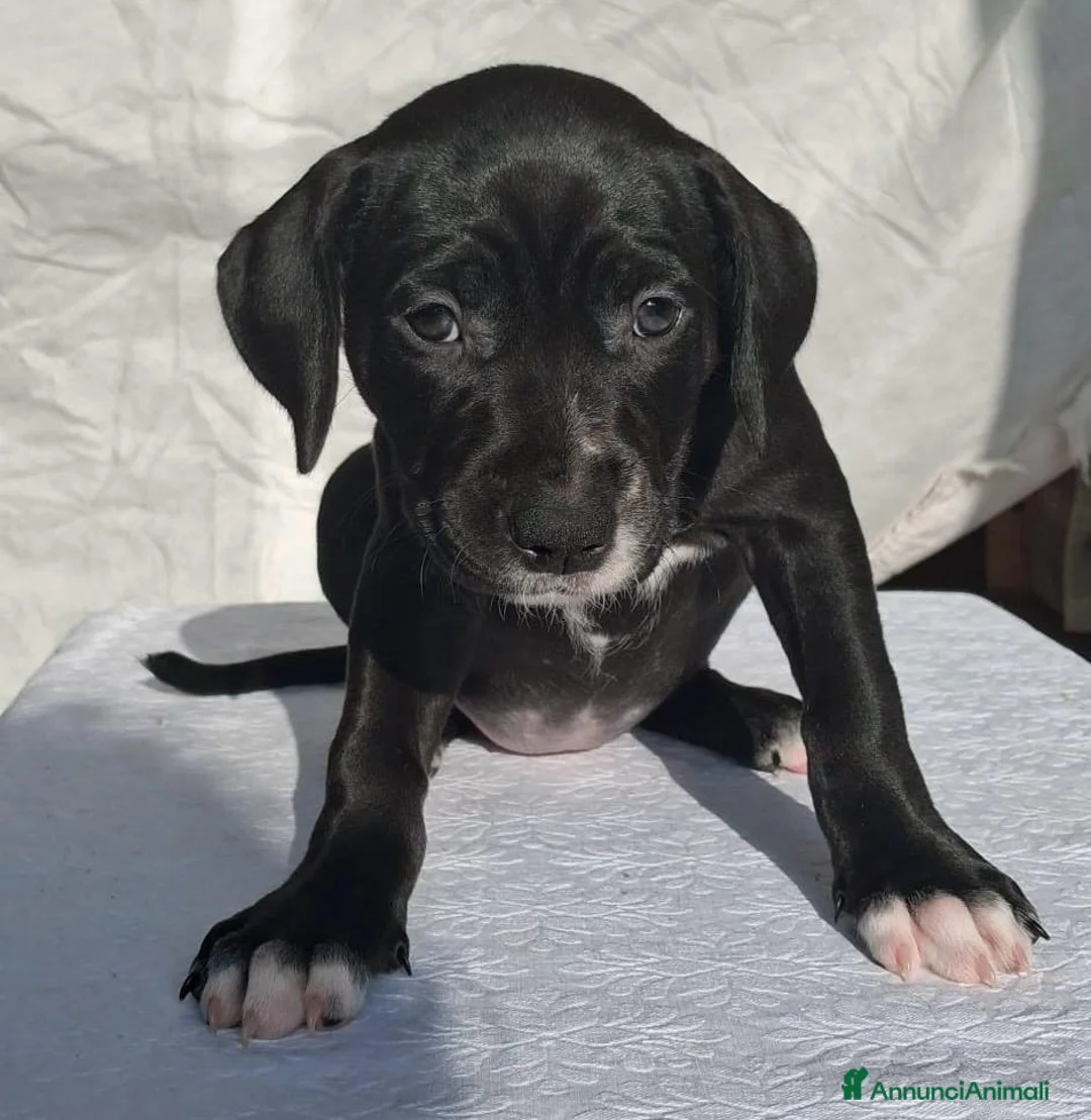 Pitbull cani in vendita: Pitbull - Annuncio 25