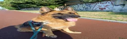 Pastore Tedesco cani in regalo: IBRA BELLISSIMO PASTORE TEDESCO - Annuncio 11