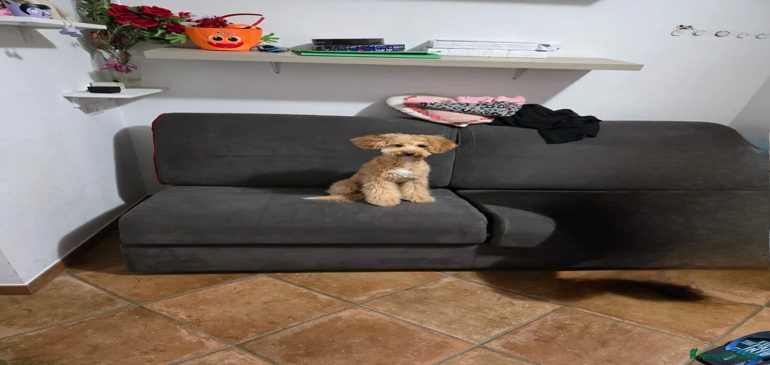 Immagine della galleria {{count}}