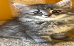 Siberiano gatti in vendita: Bellissimi Gattini siberiani e Neva masquerade. a Città Metropolitana di Genova - Immagine 4