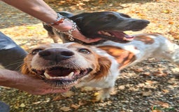 Breton cani in regalo: ETTORE & ACHILLE, fratellini BRETON! a Città Metropolitana di Firenze - Immagine 2