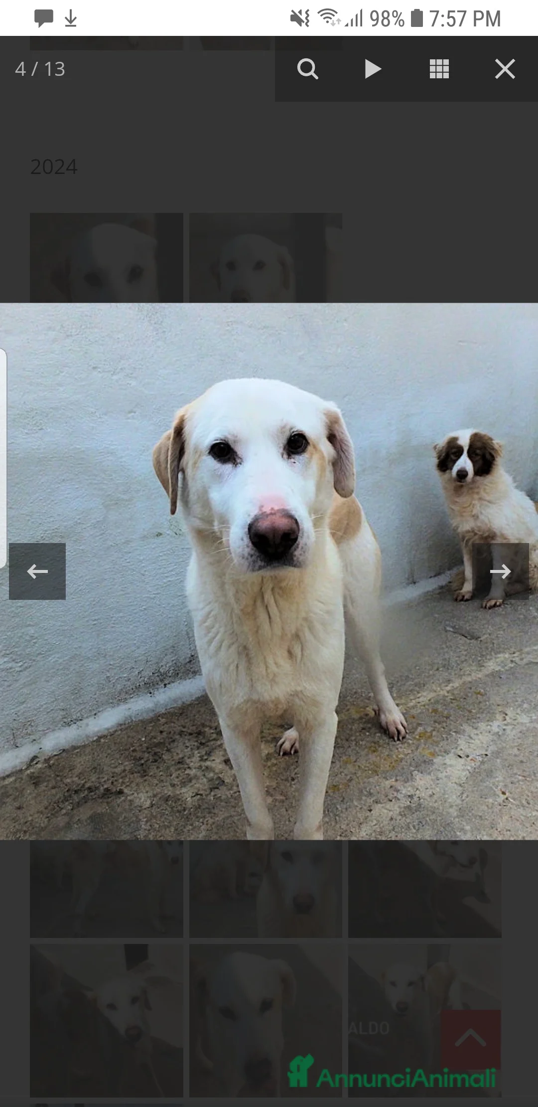 Labrador cani in regalo: ADOZ.DEL💔:timidino,abbandonato da un anno in box! - Annuncio 2