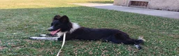 Border Collie cani in vendita: Stella - Border collie femmina di 1 anno - Annuncio 3