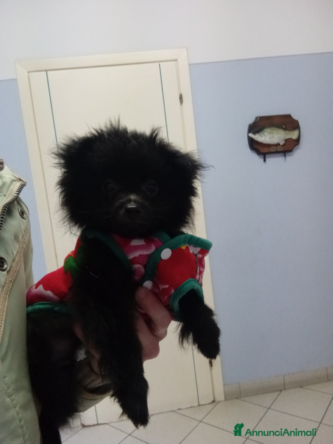 Volpino Italiano cani in vendita: Volpini italiani - Annuncio 5