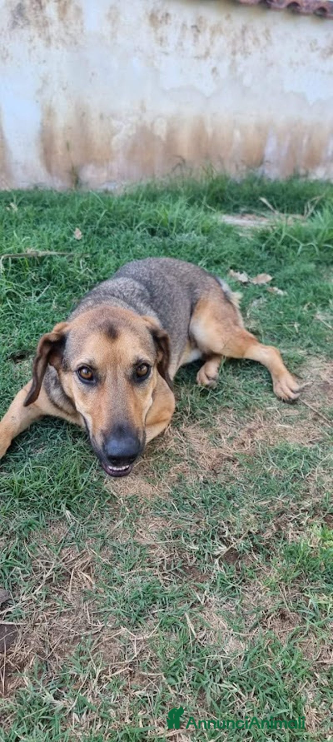 Meticcio cani in regalo: ARCHIMEDE, simil segugio, 3 anni di simpatia - Annuncio 5