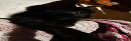 Meticcio gatti in regalo: GATTINI ADORABILI E GATTI ADULTI - Annuncio 4