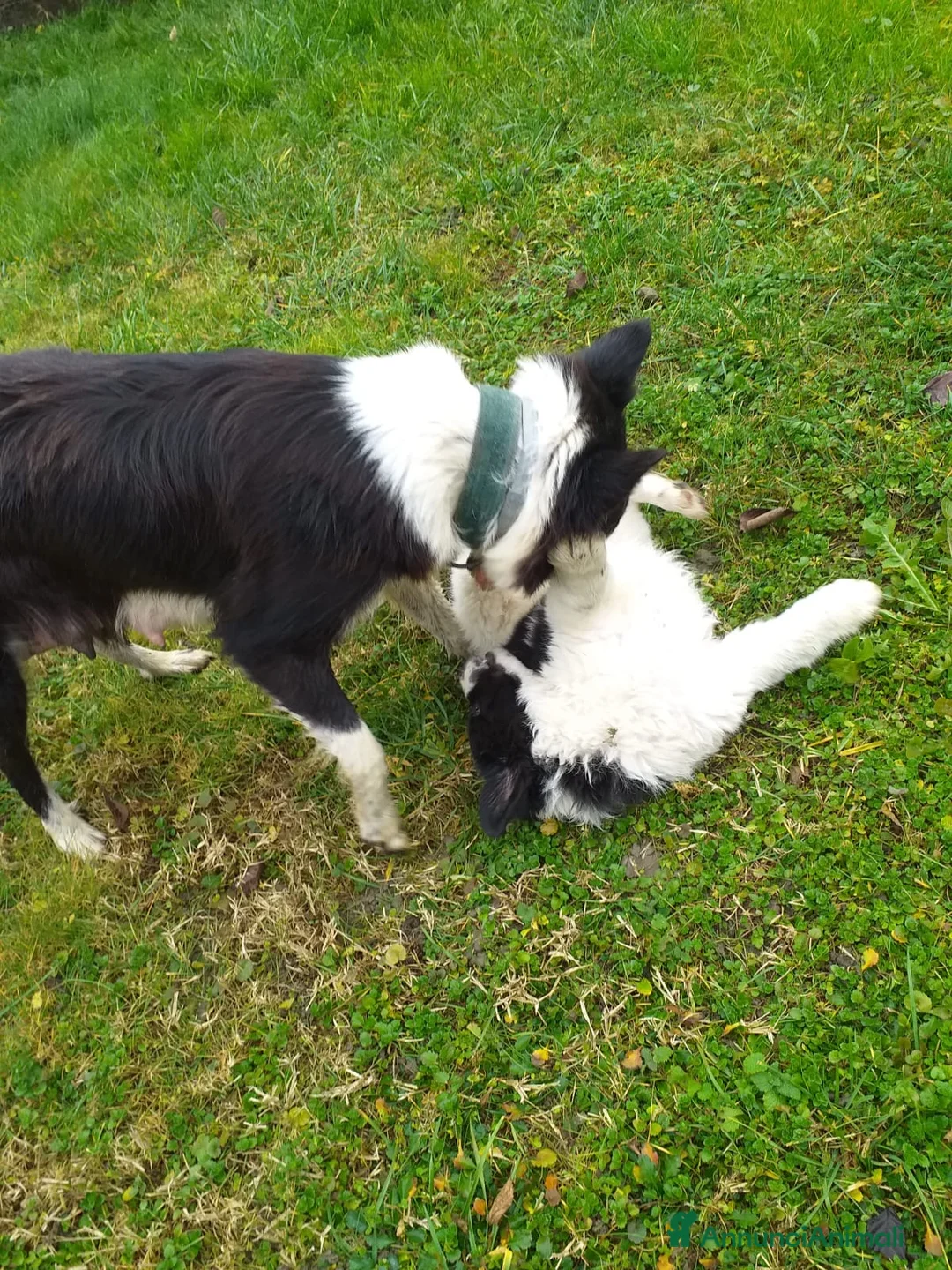 Meticcio cani in regalo: Cucciolo di meticcio, metà border collie - Annuncio 4