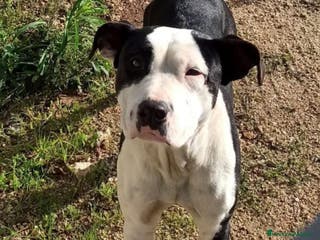 Pitbull cani JACK ASPETTA UNA MAMMA - Annuncio 12