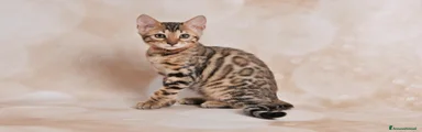 Neslihan Jangaleecats