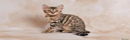 Bengala gatti in vendita: Cuccioli Bengala Jangaleecats - Annuncio 5