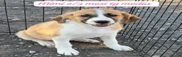Meticcio cani in regalo: Meticci dolcissimi da salvare - Annuncio 1