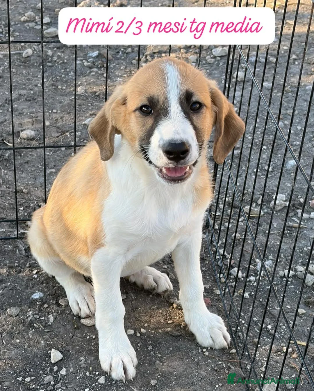 Meticcio cani in regalo: Meticci dolcissimi da salvare - Annuncio 1